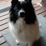 Vuokramökki Virpiniemestä Villa Karhu